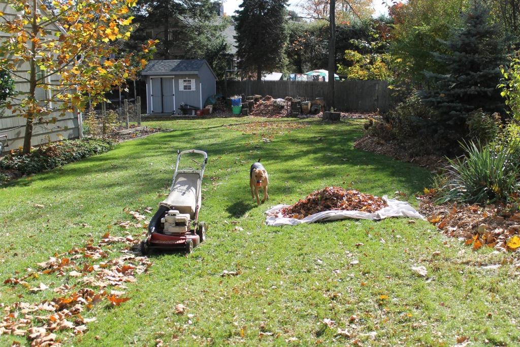 Yard clean up on sale near me